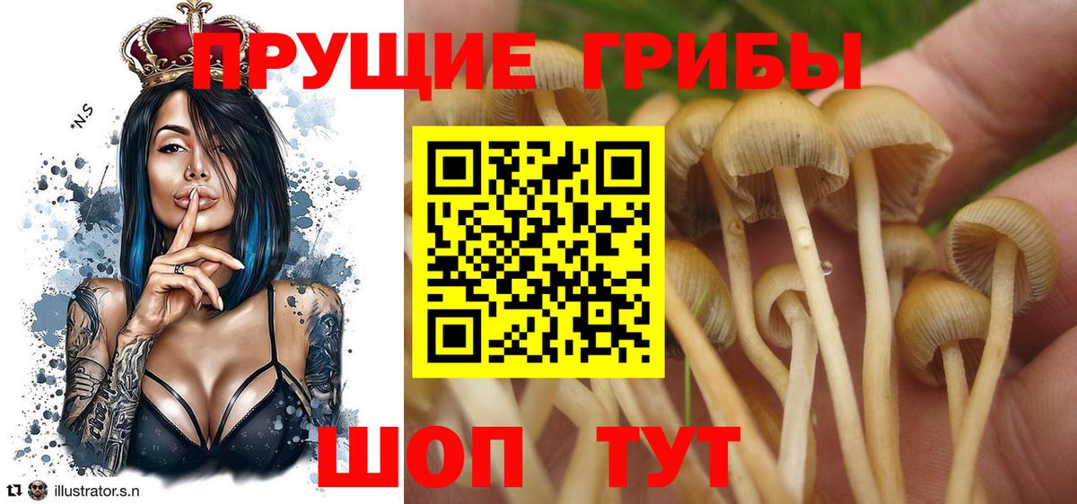 Псилоцибиновые грибы мицелий  Псилоцибиновые грибы мицелий  Дедовск  продажа наркотиков  Вход с VPN 